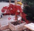 Fall Color - Japinese Lace-Leaf Maple - in large deck pot
