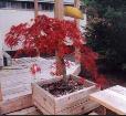Fall Color - Japinese Lace-Leaf Maple - in large deck pot